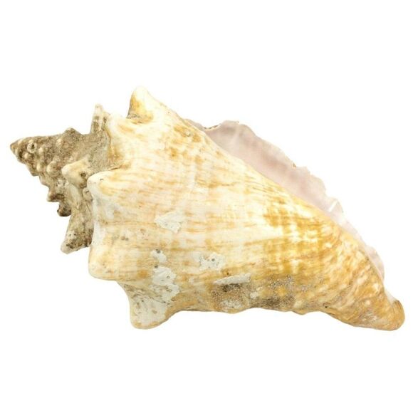 Queen Conch Sea Shell 9 Inch Natural Florida Beach Pink Beige Nautical Decor - Picture 4 of 7